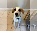 Small #1 Labrador Retriever Mix