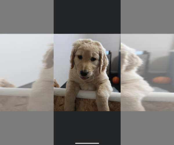 Medium Photo #7 Goldendoodle Puppy For Sale in GR, MI, USA