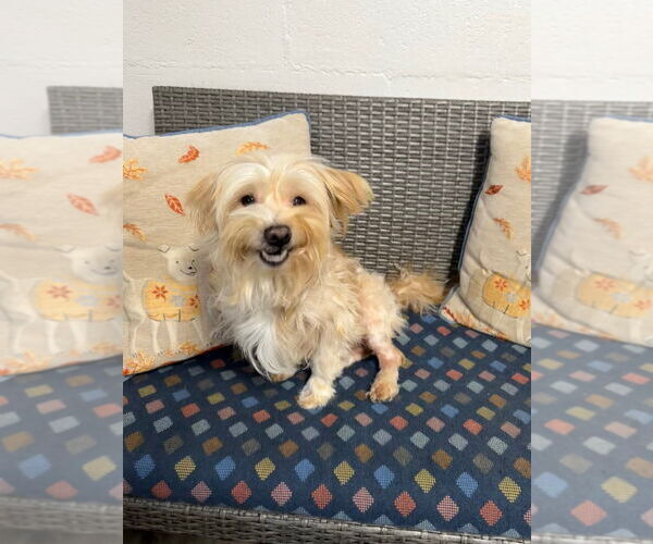 Medium Photo #4 Mutt Puppy For Sale in Ellijay, GA, USA