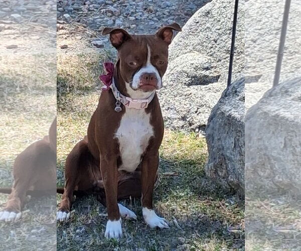 Medium Photo #5 Boston Terrier-Unknown Mix Puppy For Sale in Huntington Beach, CA, USA