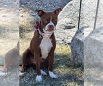 Small #4 Boston Terrier Mix