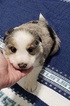 Small Photo #4 Border Collie Puppy For Sale in ROCK ISLAND, IL, USA