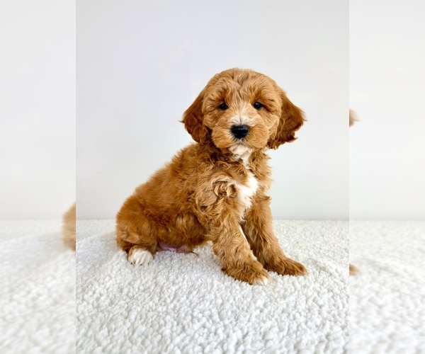 Medium Photo #5 Goldendoodle (Miniature) Puppy For Sale in GREENFIELD, IN, USA