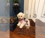 Small Photo #3 Bichon Frise Puppy For Sale in CLEAR LAKE CITY, TX, USA