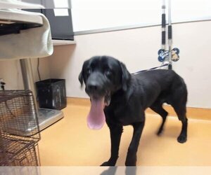 Labrador Retriever-Unknown Mix Dogs for adoption in Martinez, CA, USA