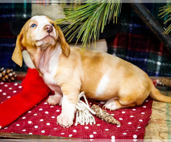 Medium Photo #3 Dachshund Puppy For Sale in WAKARUSA, IN, USA