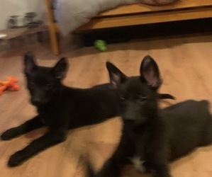 German Shepherd Dog Puppy for sale in RICHMOND, VA, USA
