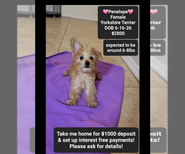 Medium Photo #1 Yorkshire Terrier Puppy For Sale in TUCSON, AZ, USA