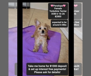 Yorkshire Terrier Puppy for sale in TUCSON, AZ, USA