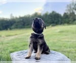 Small #10 German Shepherd Dog