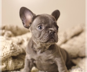 French Bulldog Dog for Adoption in CHICAGO, Illinois USA