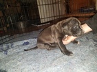 Small Photo #13 American Pit Bull Terrier Puppy For Sale in GRIFFIN, GA, USA