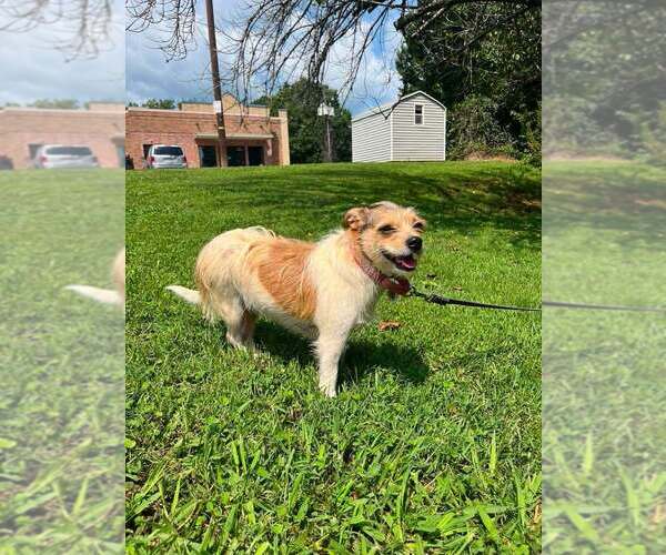 Medium Photo #1 Mutt Puppy For Sale in Candler, NC, USA
