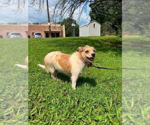 Mutt Dogs for adoption in Candler, NC, USA