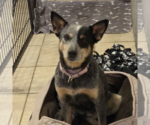 Medium Photo #11 Mutt Puppy For Sale in Fargo, ND, USA
