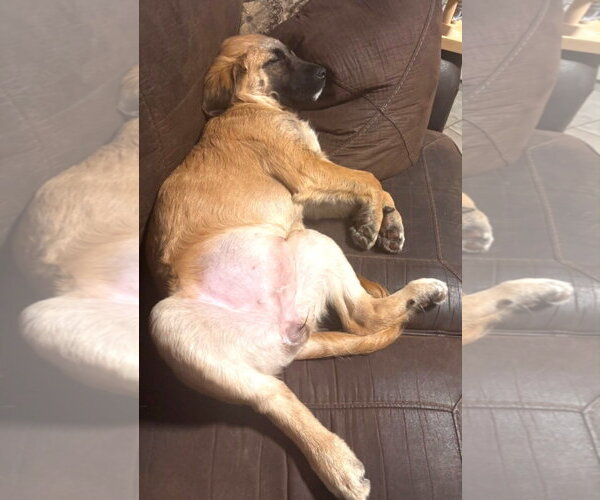 Medium Photo #5 Mutt Puppy For Sale in MECHANICSBURG, PA, USA