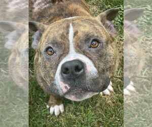 American Pit Bull Terrier-American Staffordshire Terrier Mix Dogs for adoption in Springdale, PA, USA