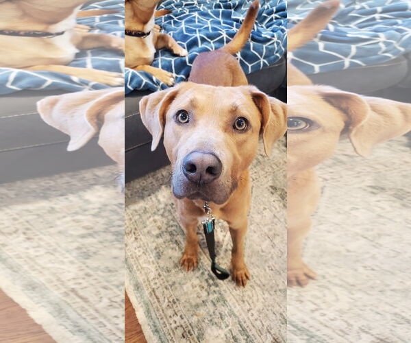 Medium Photo #3 Labrador Retriever-Unknown Mix Puppy For Sale in Woodbury, NY, USA