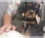 Puppy Banjo Cavalier King Charles Spaniel