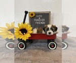 Image preview for Ad Listing. Nickname: Cupid