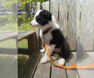 Border Collie Puppy for sale in ELLSWORTH, ME, USA