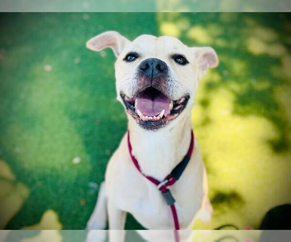 Medium Photo #3 Black Mouth Cur-Unknown Mix Puppy For Sale in Orlando, FL, USA