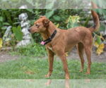 Small #3 Feist Terrier Mix