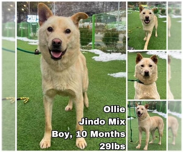 Medium Photo #1 Mutt Puppy For Sale in Seattle, WA, USA