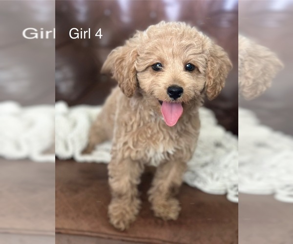 Medium Photo #7 Cavapoo Puppy For Sale in NORMANGEE, TX, USA