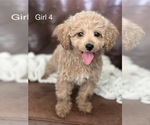 Puppy Puppy 6 Cavapoo
