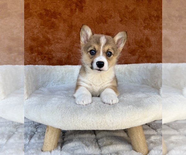 Medium Photo #5 Pembroke Welsh Corgi Puppy For Sale in OCALA, FL, USA