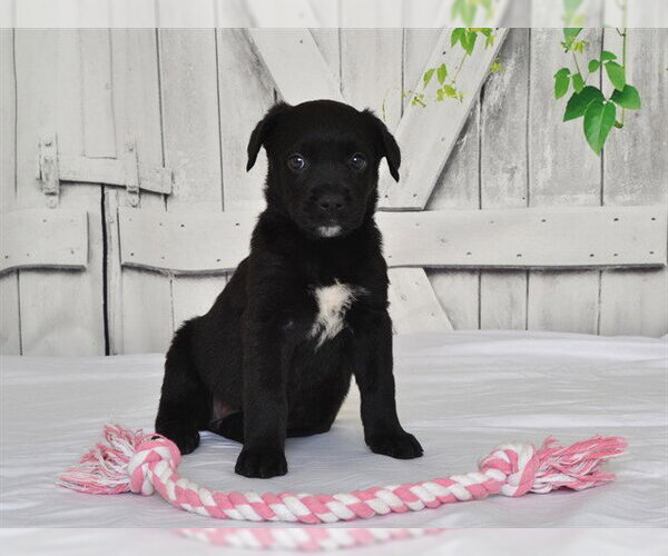 Medium Photo #1 Texas Heeler-Unknown Mix Puppy For Sale in Oroville, CA, USA