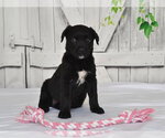 BRITT - Female Texas Heeler-Unknown Mix Dog for Adoption - Small photo