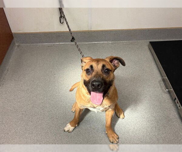 Medium Photo #2 German Shepherd Dog-Unknown Mix Puppy For Sale in Rancho Cucamonga, CA, USA