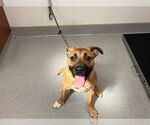 Small #1 German Shepherd Dog Mix