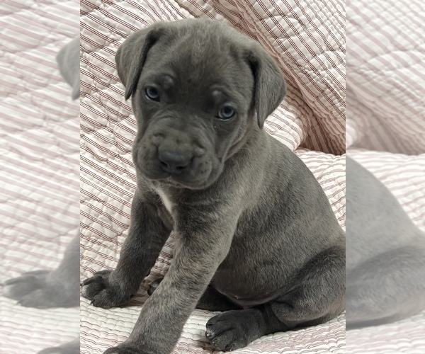 Medium Photo #1 Cane Corso Puppy For Sale in WAGONER, OK, USA