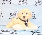 Small Photo #20 Mal-Shi Puppy For Sale in LAS VEGAS, NV, USA