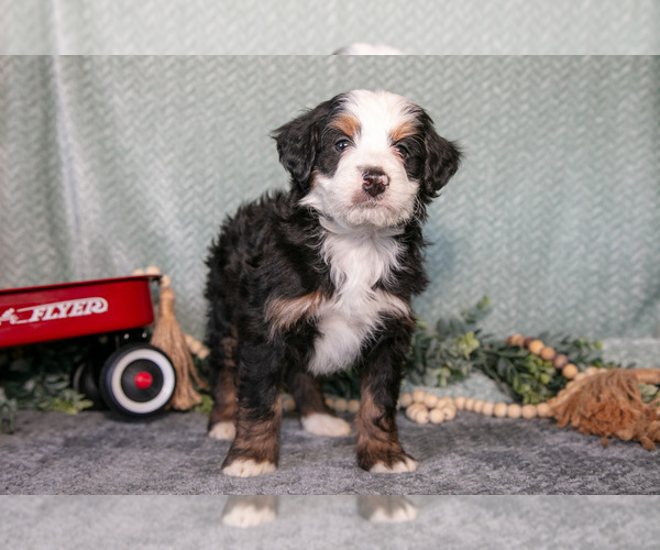 Medium Photo #15 Bernedoodle (Miniature) Puppy For Sale in APPLE CREEK, OH, USA