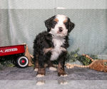 Small Photo #15 Bernedoodle (Miniature) Puppy For Sale in APPLE CREEK, OH, USA