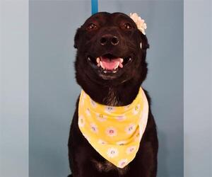 Labrador Retriever Dogs for adoption in Bakersfield, CA, USA