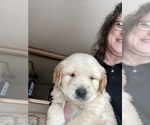 Small Photo #4 Golden Retriever Puppy For Sale in TUCKERMAN, AR, USA