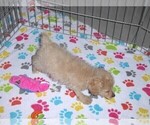Small Photo #3 Cockapoo-Poodle (Miniature) Mix Puppy For Sale in ORO VALLEY, AZ, USA