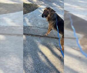 German Shepherd Dog-Unknown Mix Dogs for adoption in Houston, TX, USA