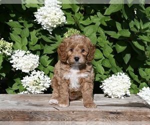 Cavapoo Puppy for sale in MILLERSBURG, OH, USA