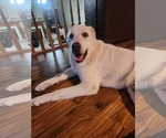 Small #3 Great Pyrenees