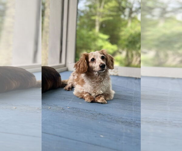 Medium Photo #3 Dachshund Puppy For Sale in Fruitland, SC, USA