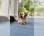 Small #2 Dachshund