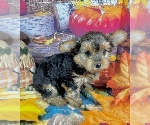 Medium Photo #8 Morkie Puppy For Sale in CASSVILLE, MO, USA