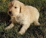 Small Photo #8 Goldendoodle Puppy For Sale in RIO RANCHO, NM, USA