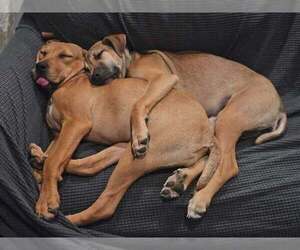 Retriever -Unknown Mix Dogs for adoption in Woodbury, NY, USA